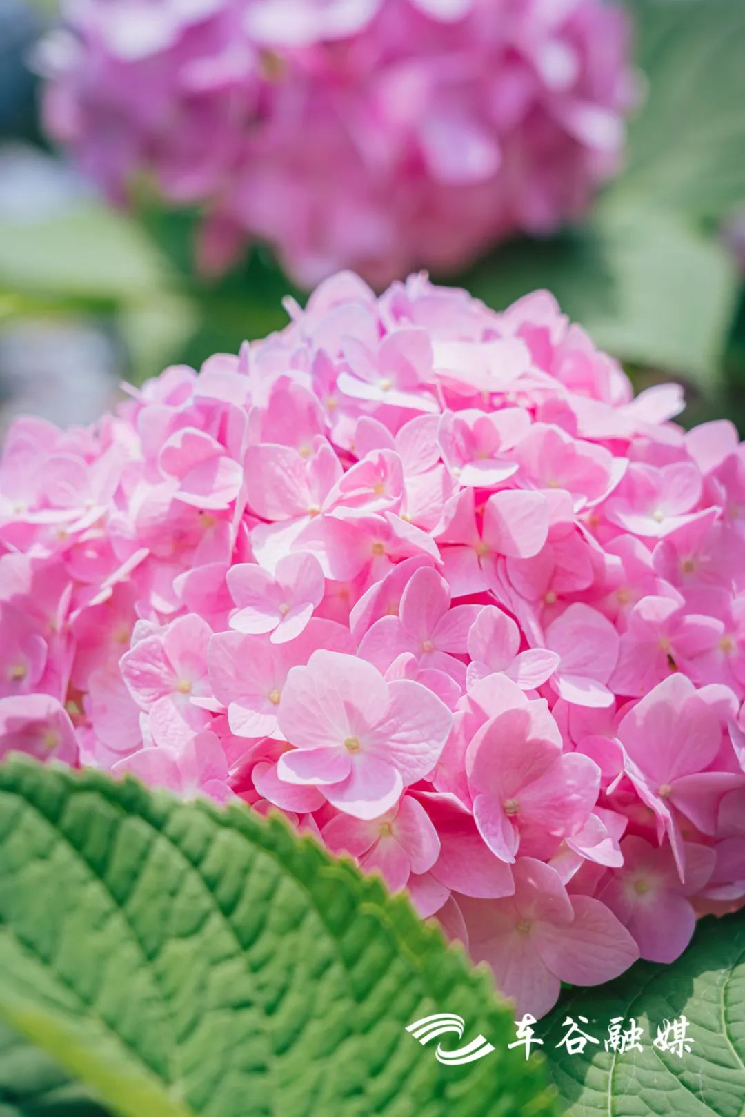 车谷灯光秀,车谷光影秀