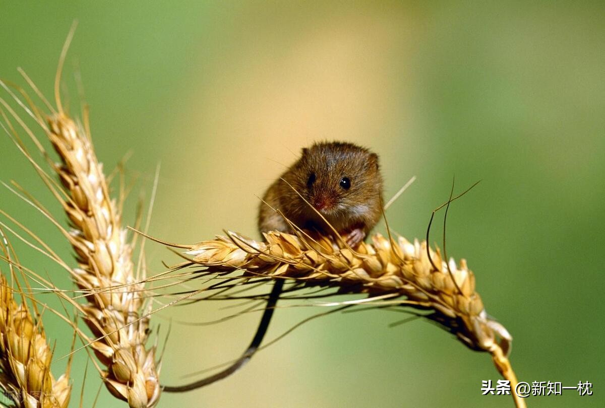 大象害怕老鼠的原因,害怕老鼠是什么原因