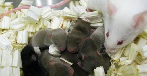 人类在宇宙中能繁衍吗?美俄曾进行太空孕育实验,结果有些意外