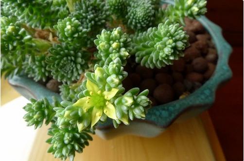 100种好看的多肉植物,50多种多肉品种大全