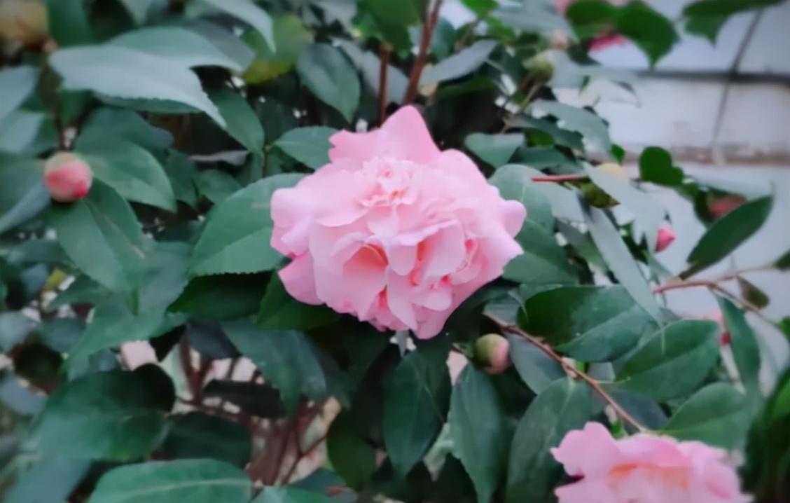 茶花带花苞怎么很久都开不出来,茶花花苞开不大怎么办