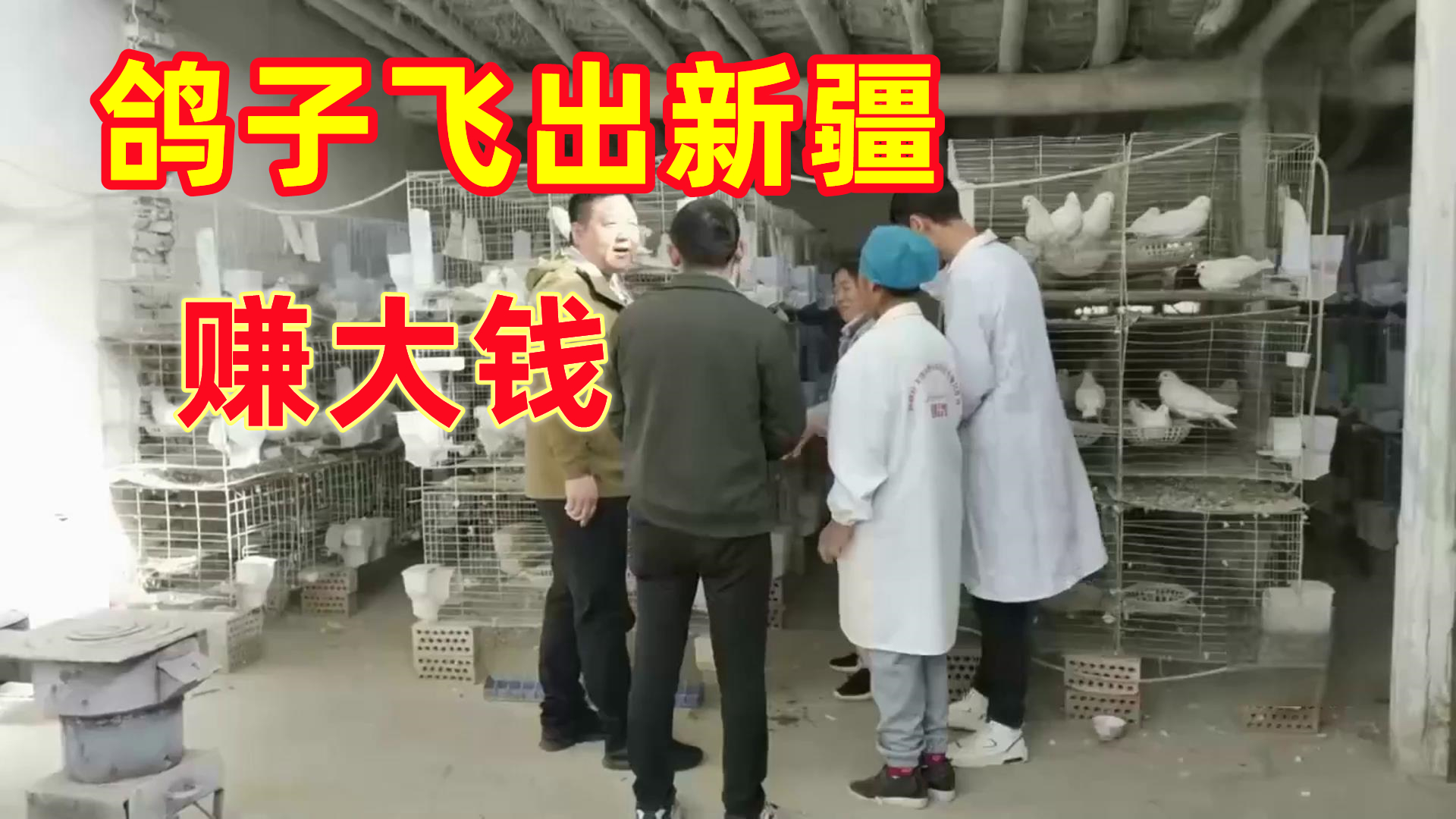 小伙养殖鸽子年赚上亿,男子创业养殖鸽子