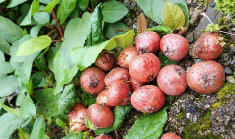 盘点农村常见的几种野果子,常见的21种野果子