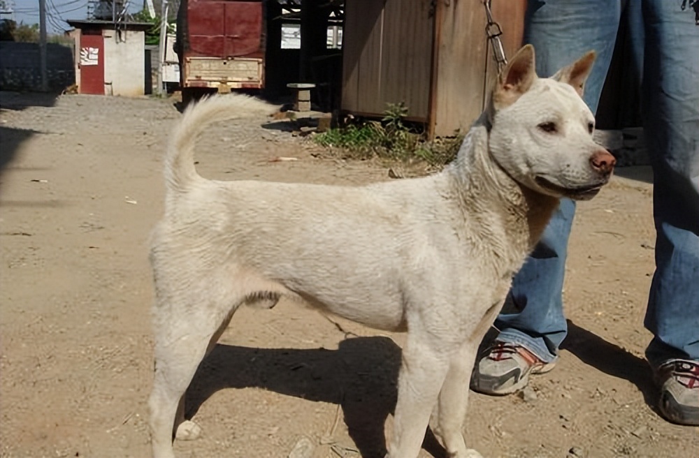 这么好的狗狗请一定要善待它,狗狗的灵性有哪些表现