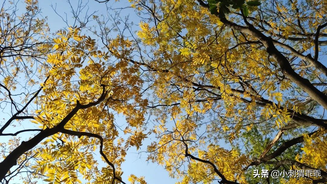 小孩一觉睡醒一只手手背肿了,突然发现小孩手上有一道伤口