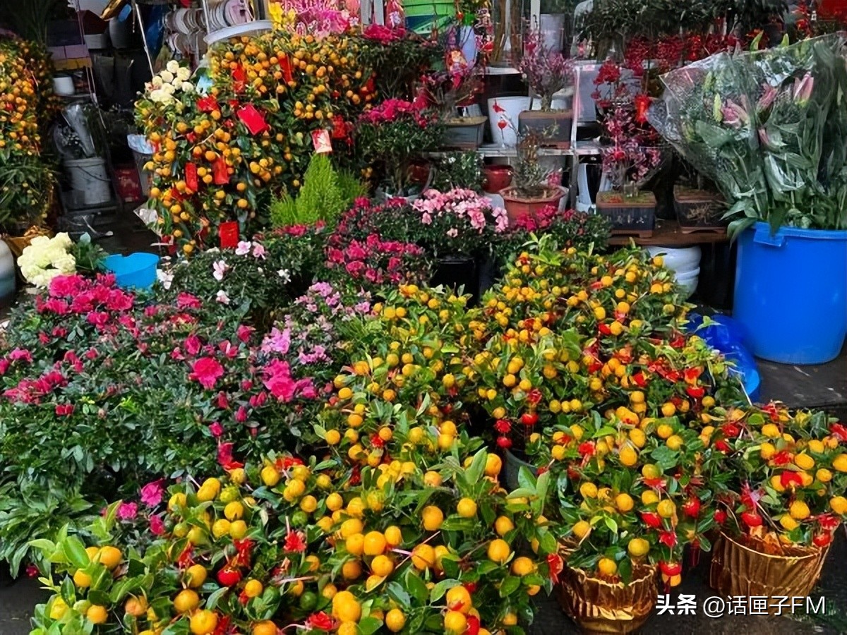 上海春节年宵花选购指南,新年将至充满年味的年宵花不能少