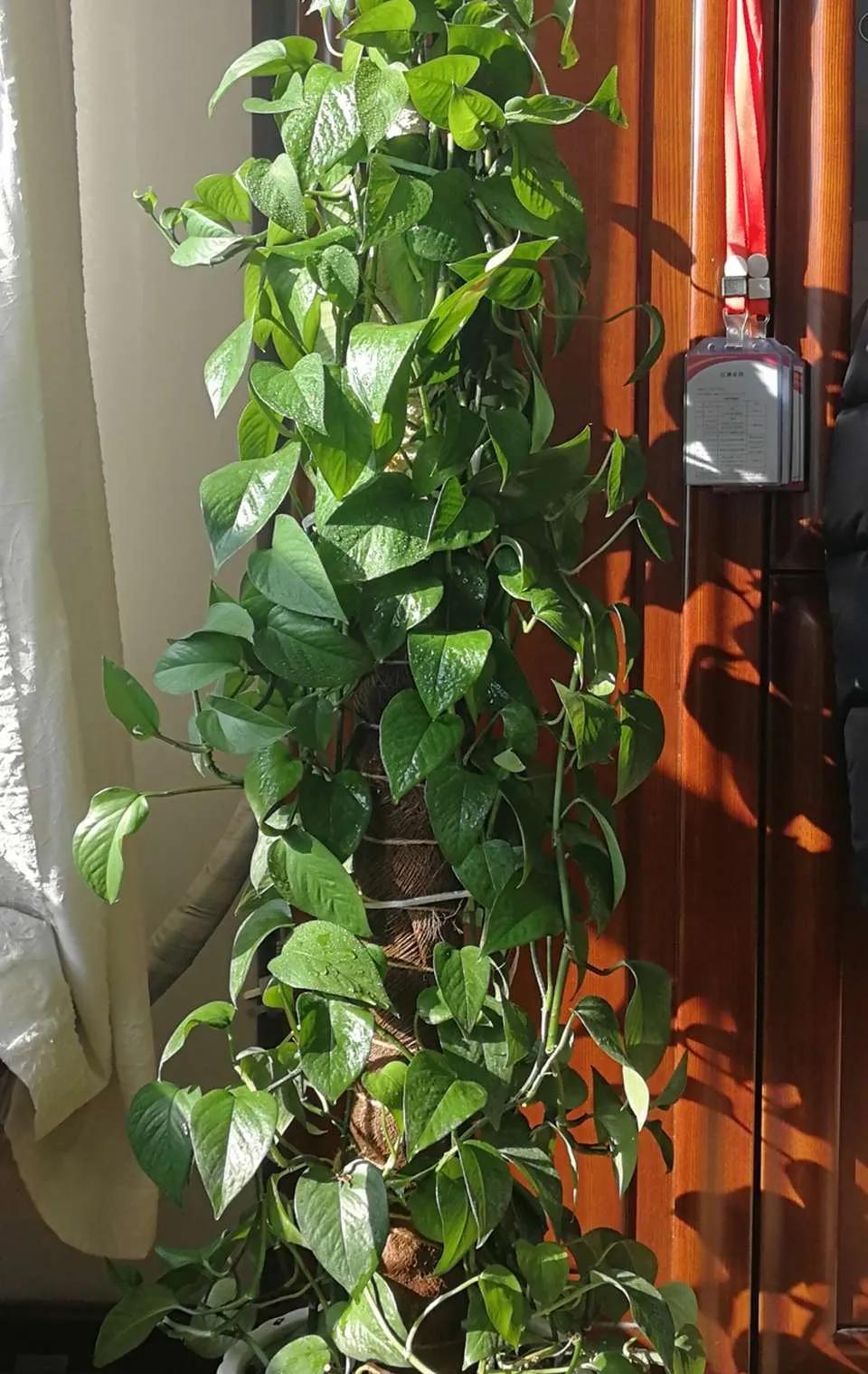 养绿萝小技巧叶子比手掌大,绿萝叶子长得大但不长藤蔓怎么办