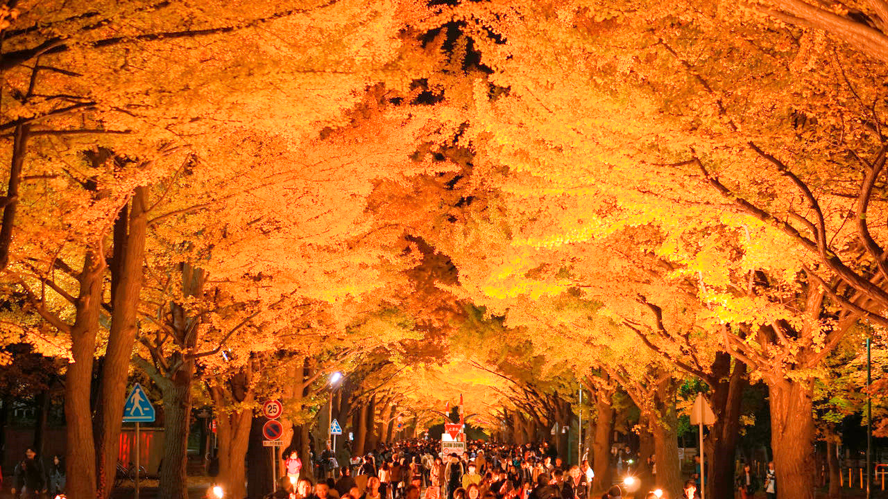 银杏树价格一落千丈,银杏果的价格90年代