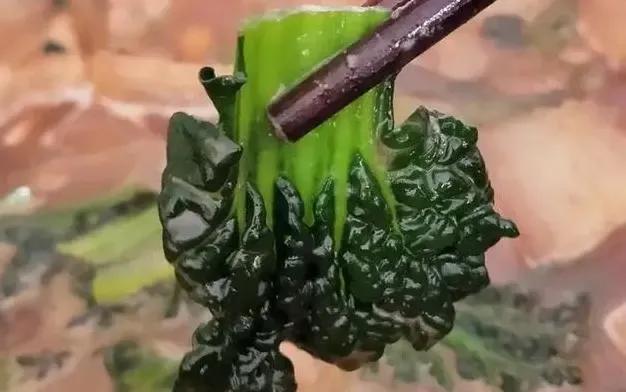 有一种青菜叫广东菜,随州青菜有哪些
