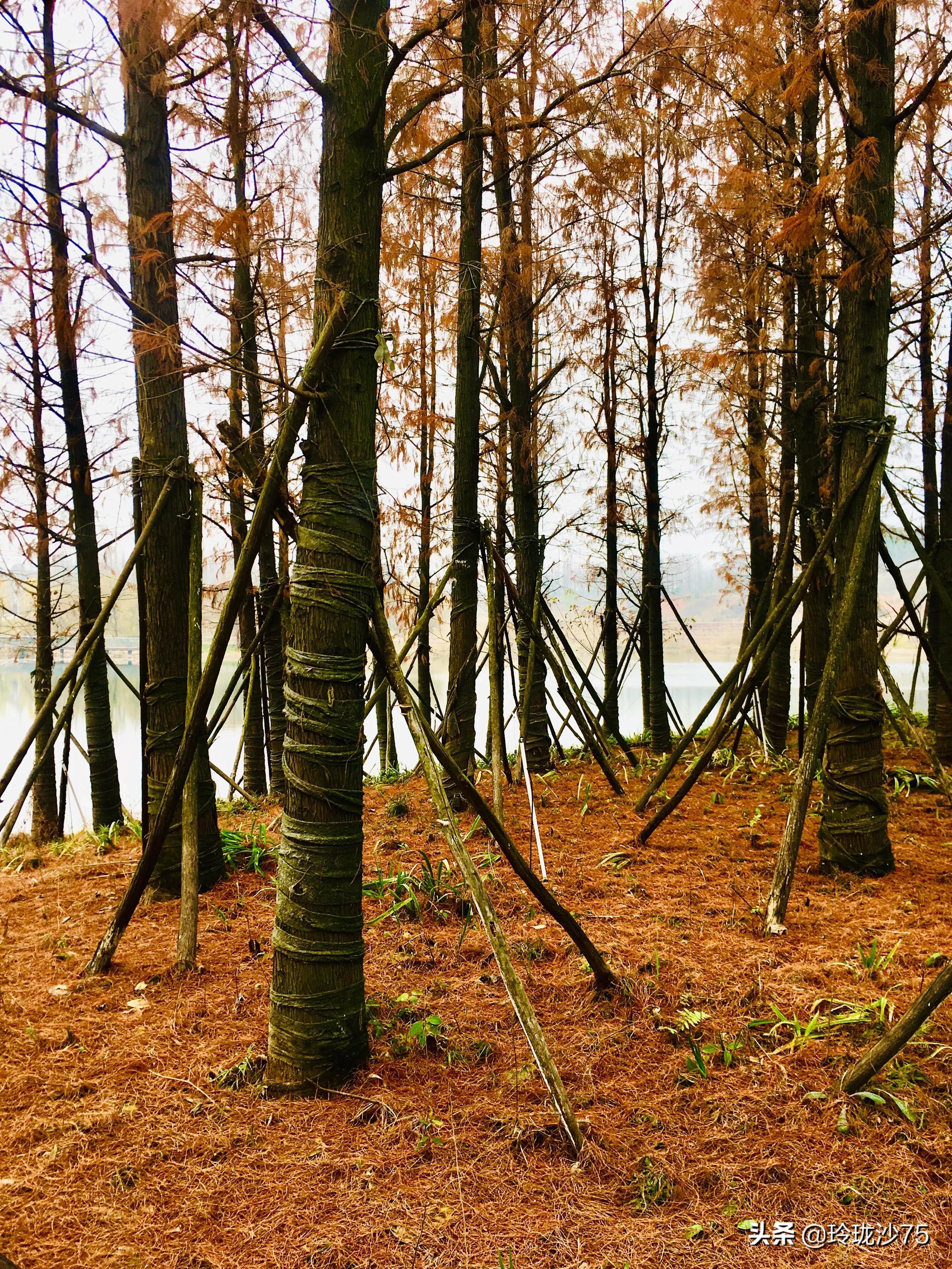 长沙风景美丽的篮球场,长沙王陵公园生态足球场