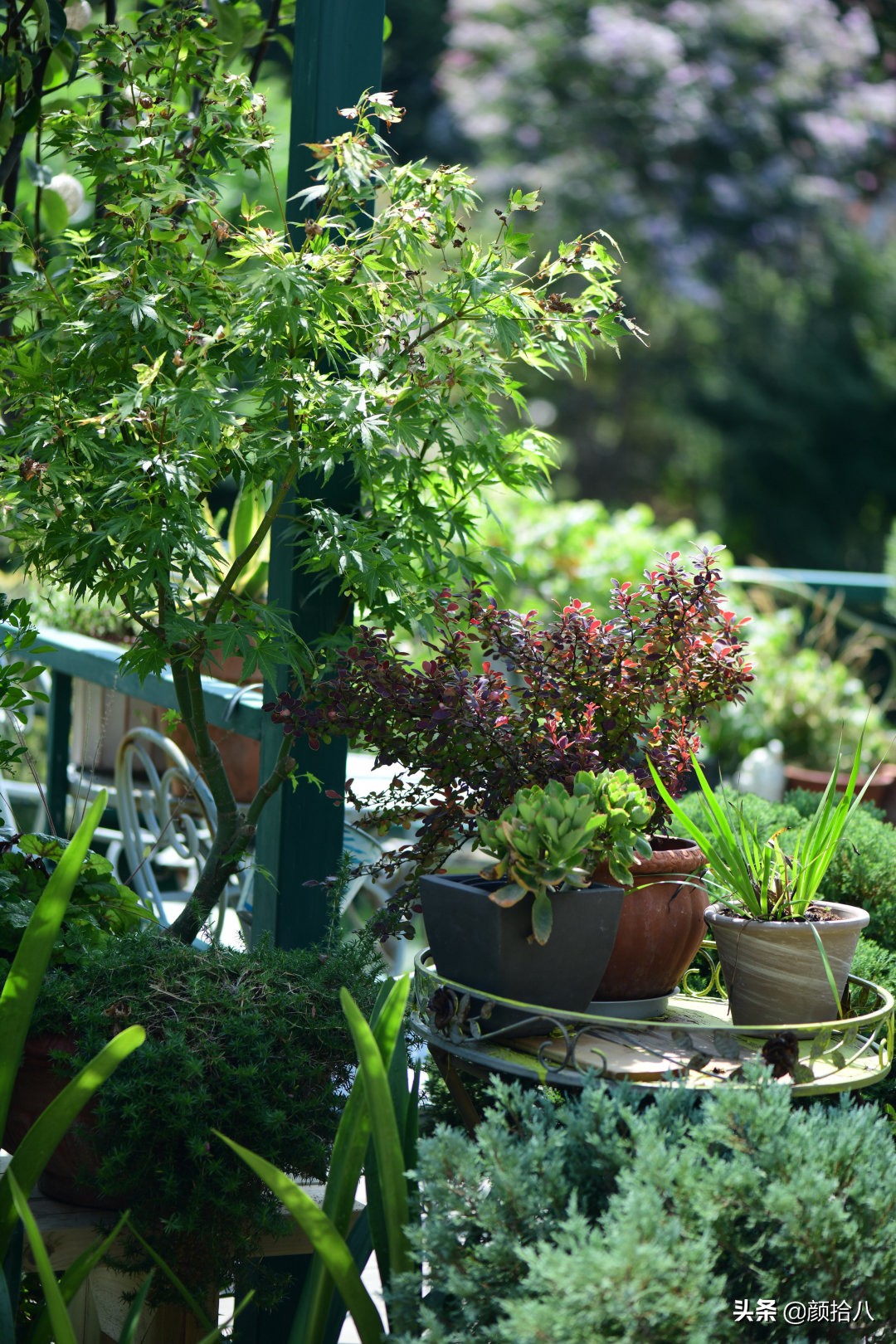 看到你的花园那么惨，我就安心了|园丁