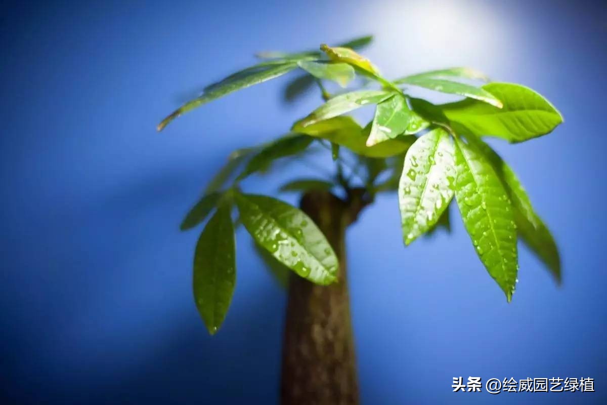 8种超好寓意的绿植旺财又旺人,7种霸气植物寓意吉祥子孙富贵