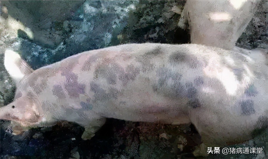 猪中毒腹泻呕吐会传染吗,猪呕吐传染病怎么办