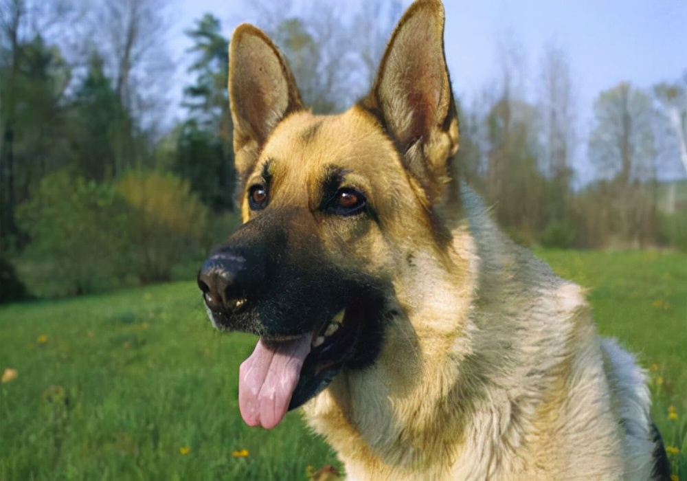 狗不吃东西便秘怎么办,狗便秘是什么引起的呢