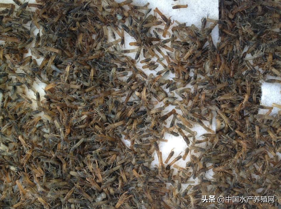 网红小龙虾现在多少钱一斤,小龙虾今日价格表网红