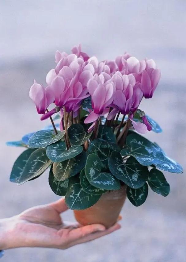 这5种花冬天要少浇水才能开爆盆,5种水不宜浇花