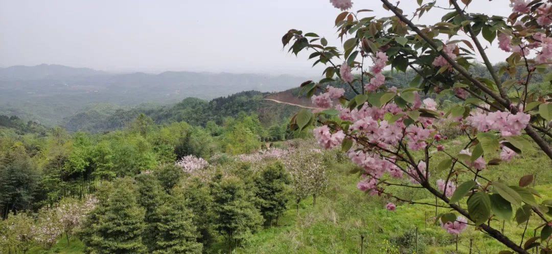 1.5h刹拢！被誉为川版“花城”，这个宝藏好耍地美得不像话