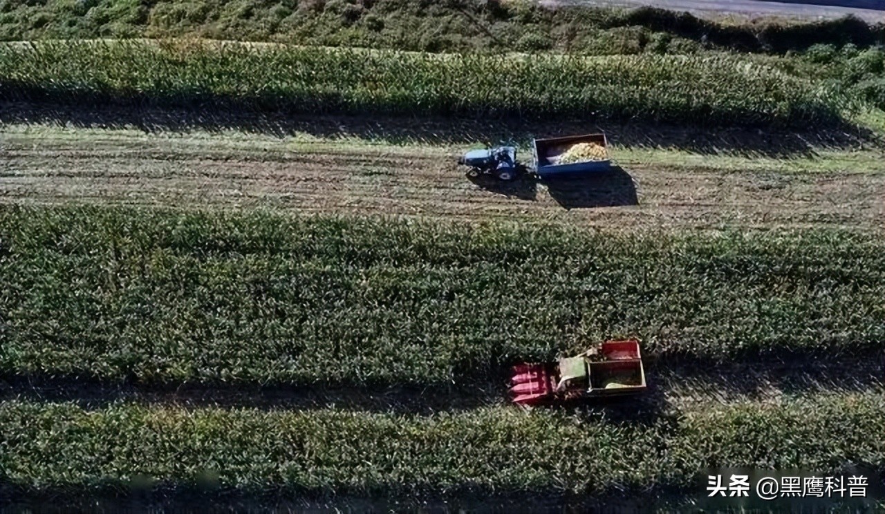 割青麦事件感想,割青麦做青饲料事件