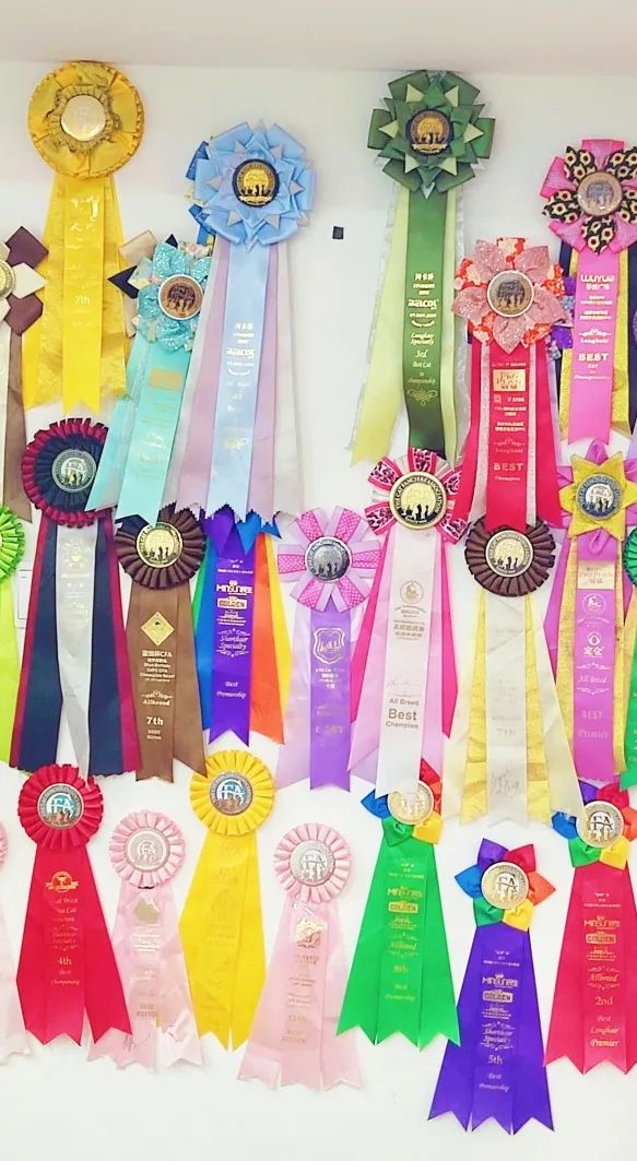 优秀门店专访|HELLOPET在宠物美容洗护领域做到极致