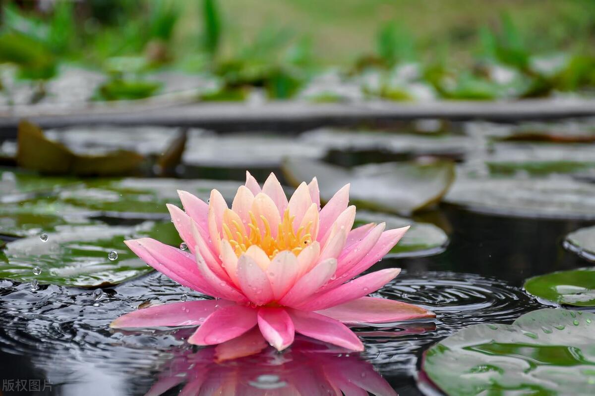 养植物最大感受,养植物体会