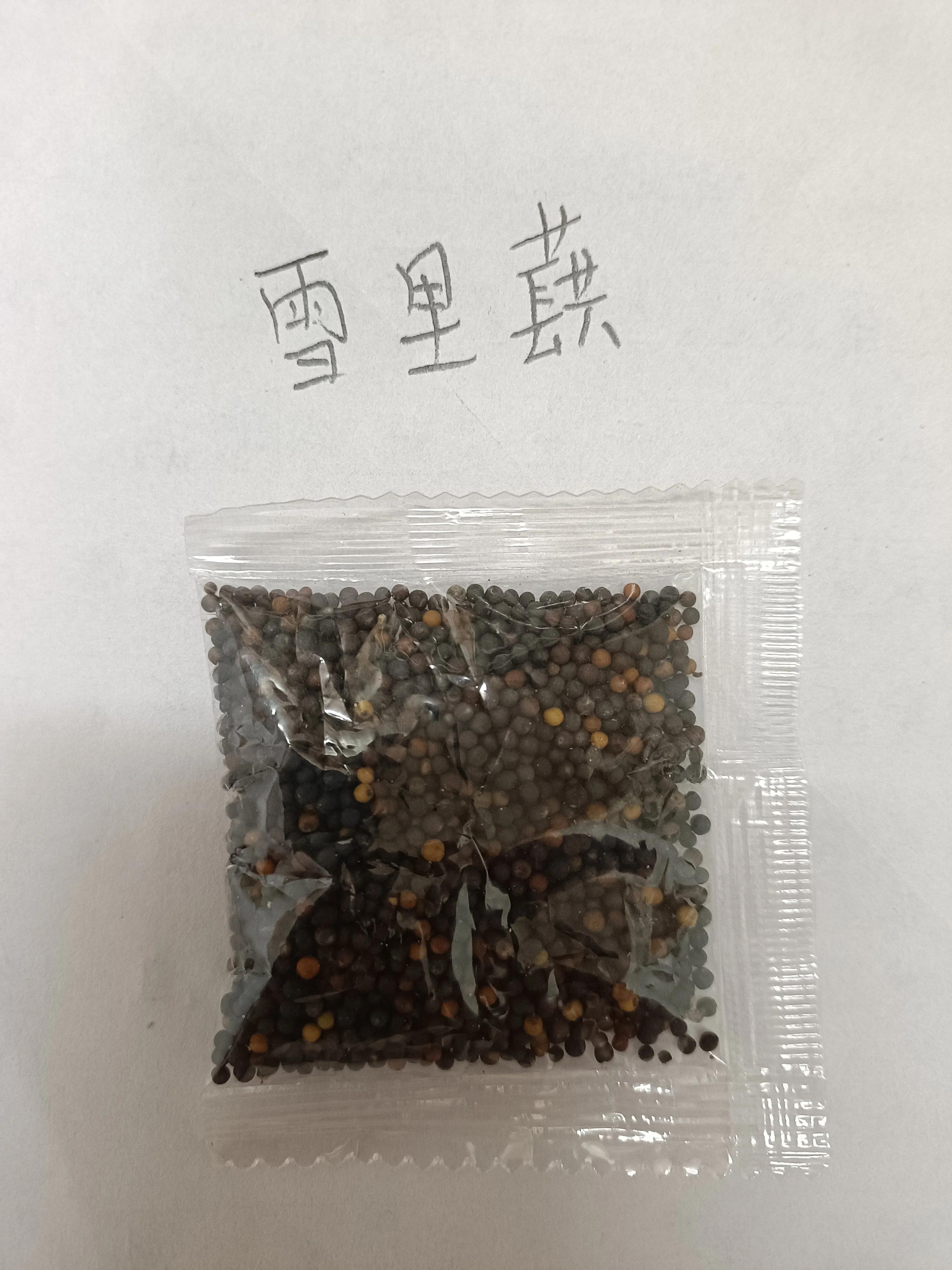 菜地菜种子怎么种,买的蔬菜种子第二年如何留种