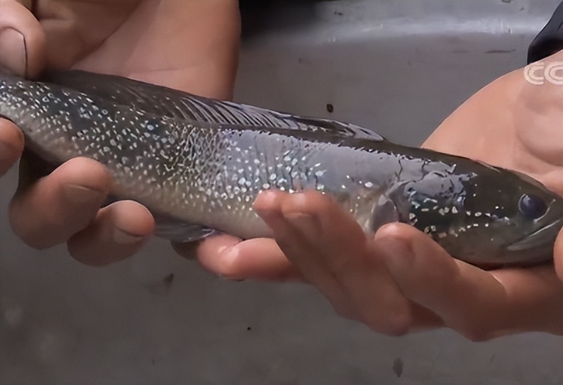 一斤鱼卖多少,一斤鱼30元买了40斤是多少钱