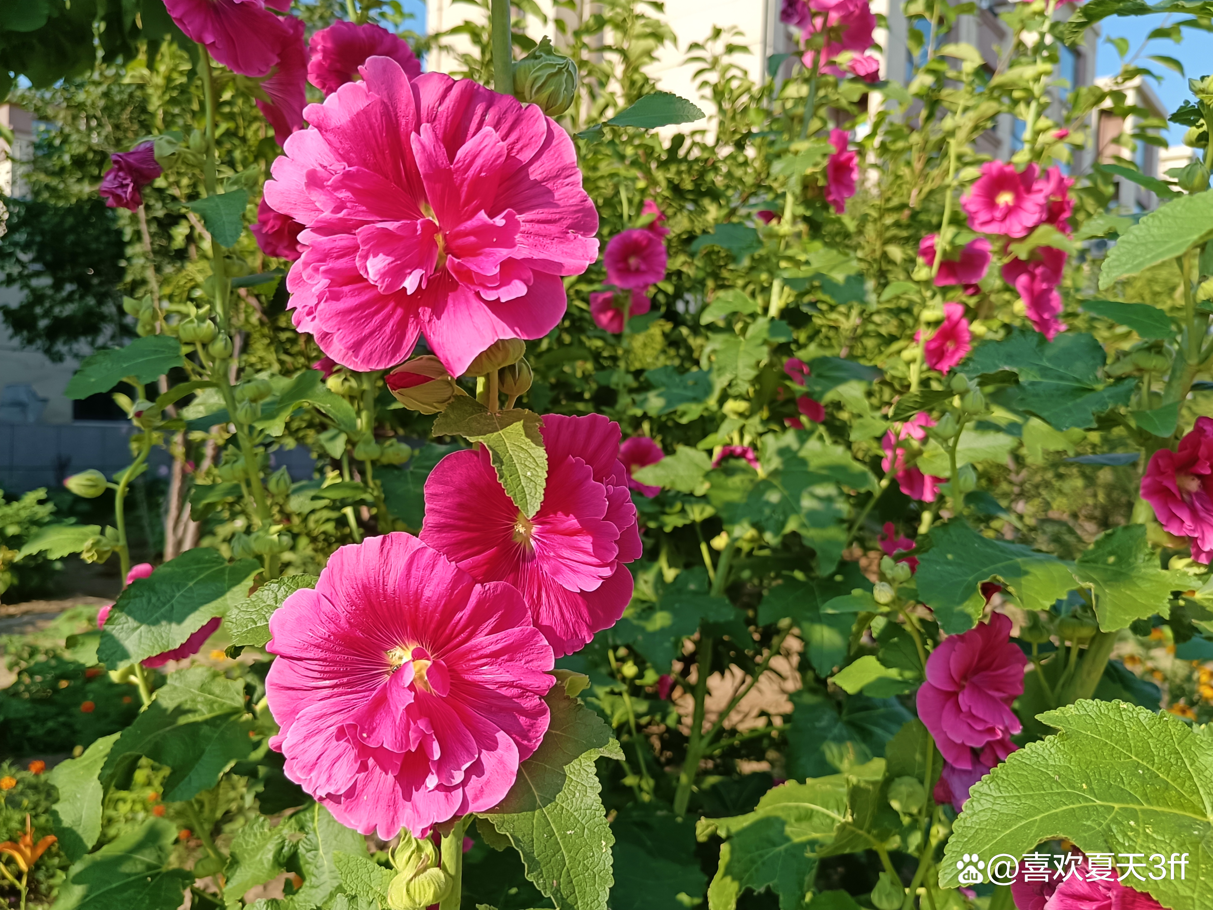 初秋时节鲜花盛开姹紫嫣红,花开初夏花香四溢