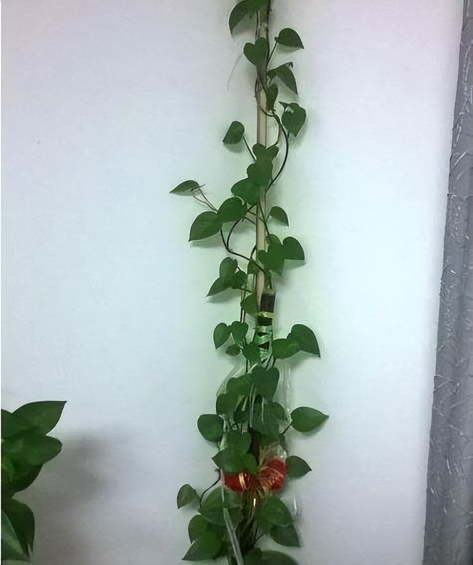 绿萝怎么叶子越养越发黄呢,为什么绿萝越养叶子越小