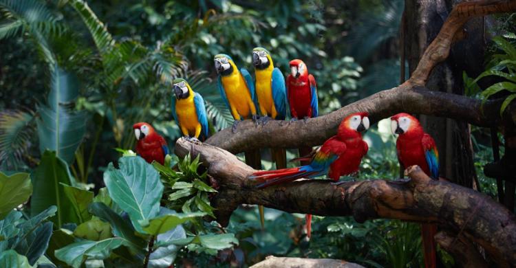 广州长隆熊猫酒店蝴蝶谷,广州长隆熊猫主题酒店五一