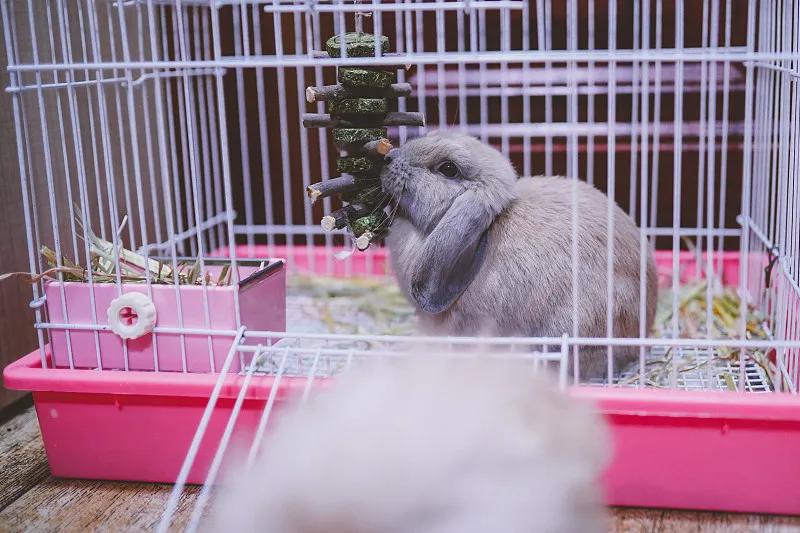 什么宠物对纯素食者最好,好养且可以食用的宠物有哪些