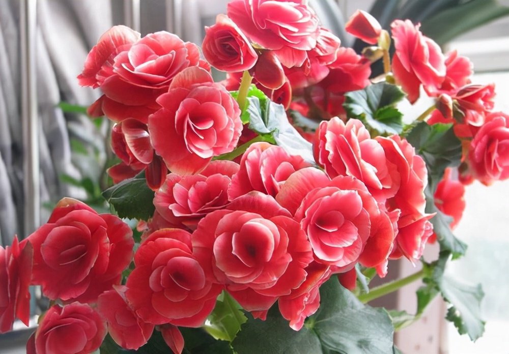 丽格海棠的养护注意事项和禁忌,丽格海棠花谢后还能接着开花吗