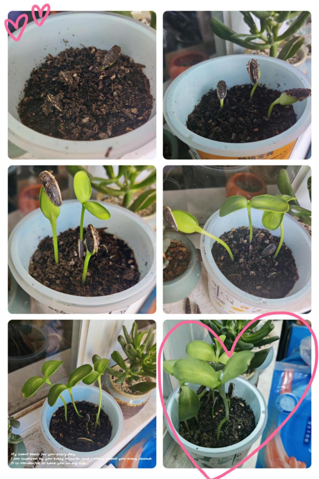 封控80天、先后经历三轮隔离，没有这些东西我根本熬不到解封