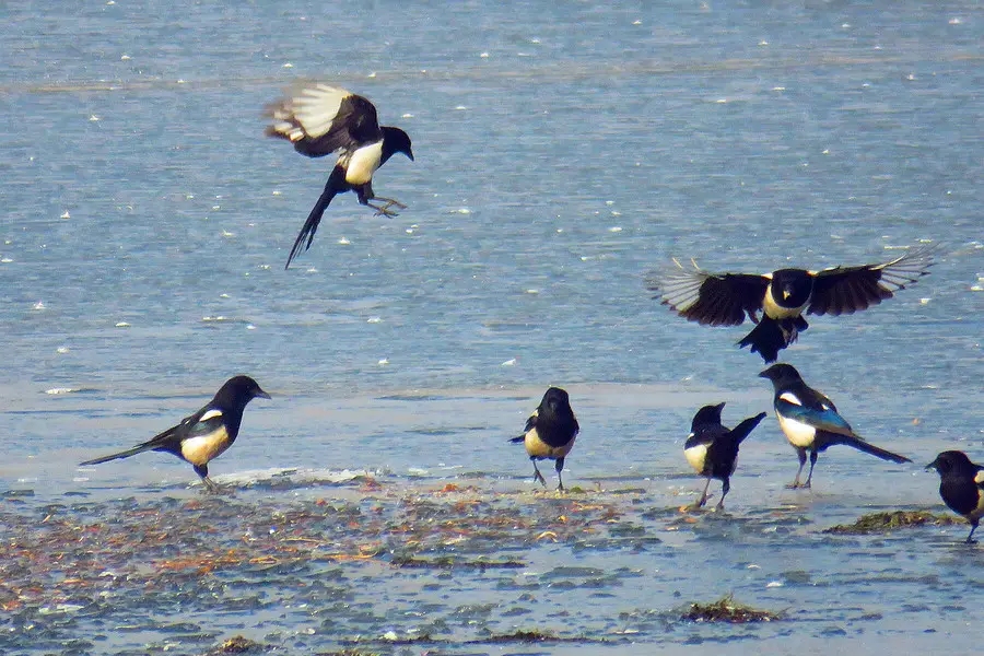 喜鹊的窝杂乱不堪为什么不怕风雪,喜鹊窝搭得乱七八糟为何不怕风雪