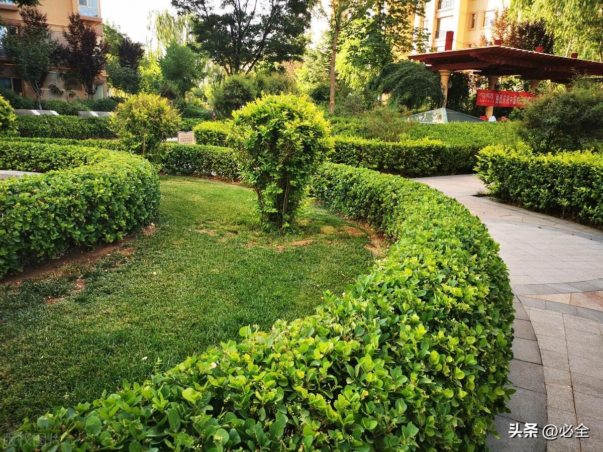 鍚勫競鏅缁垮寲鐢ㄧ殑鏍戠,鏅缁垮寲鏍戠