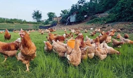 放弃黄酒生意，转行种树，凭借20亩地，年收入2000多万