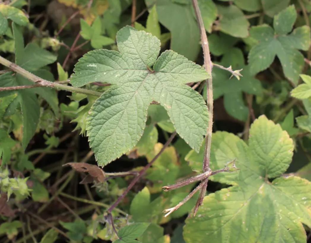 活血丹是真的吗,活血丹的好处和坏处