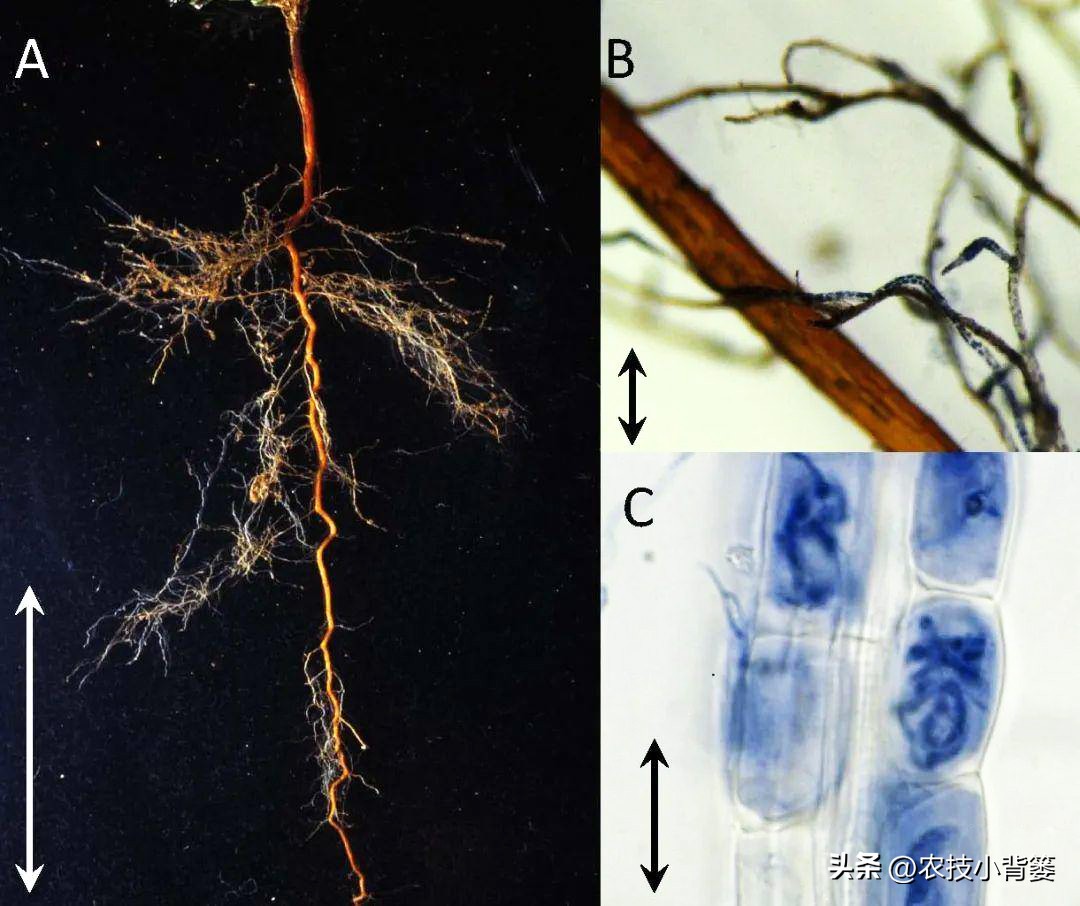 无土露天栽培蓝莓种植水肥管理,蓝莓基质栽培不需要调酸碱度