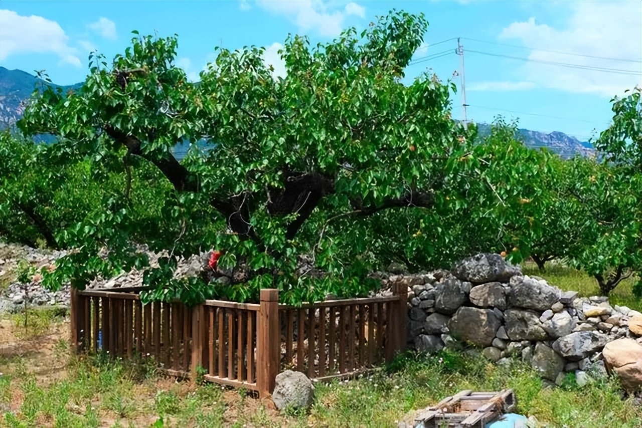 这些山里的果子你吃过吗,好吃又少见的果子有哪些