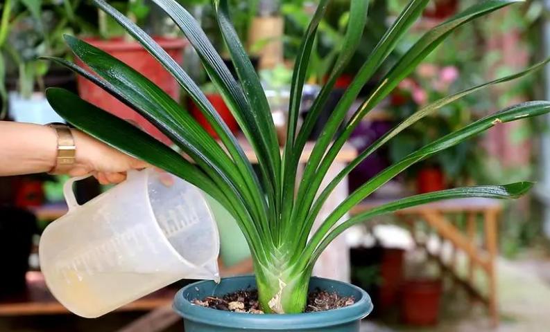 家里养哪五种开的旺宅花,什么花放客厅最旺宅