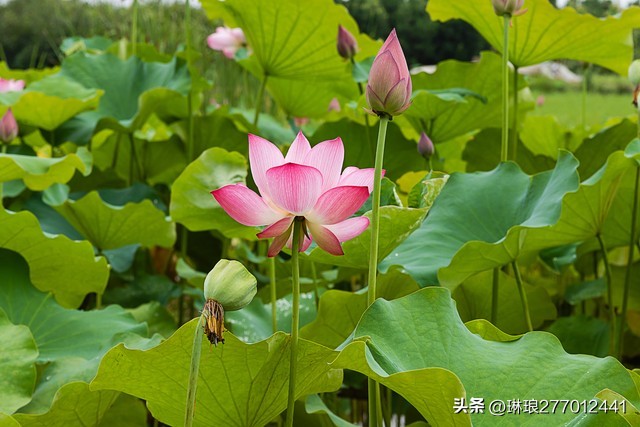 荷花之美在于淡雅,禅意美到极致的荷花