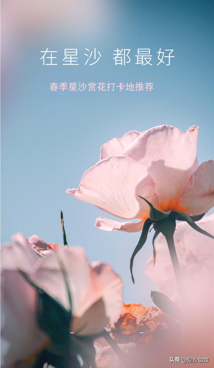 长沙春天赏花的地方有哪些,长沙春天哪里看花海