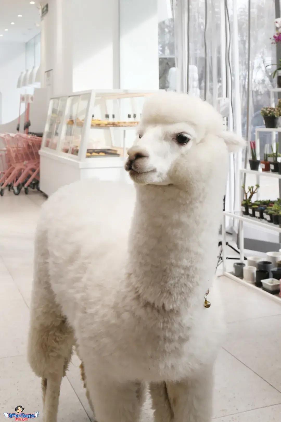 12月的第一天就等不及想炫耀这家女生天堂