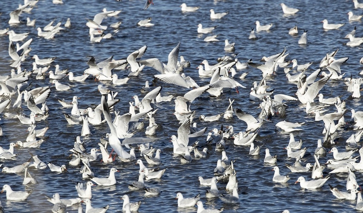 杭州钓鱼男子救人,广东男子在河边救下一只怪鸟