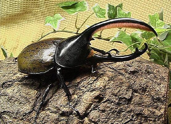 昆虫里的霸王有哪些,昆虫界的大力士有哪些