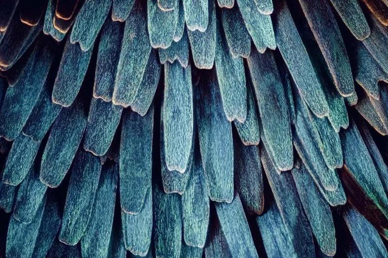 显微镜图像与真实图像,22张罕见的显微镜照片