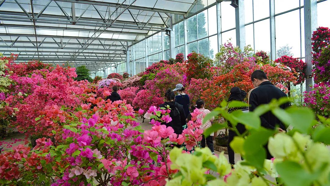 花卡特惠,新春钜惠不容错过