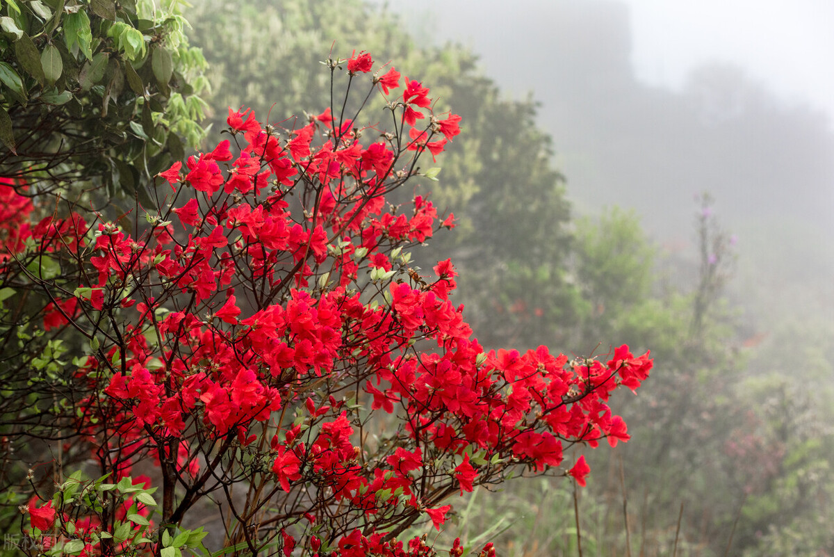 门口种什么花风水最好最吉利,门口栽种五种花最吉祥