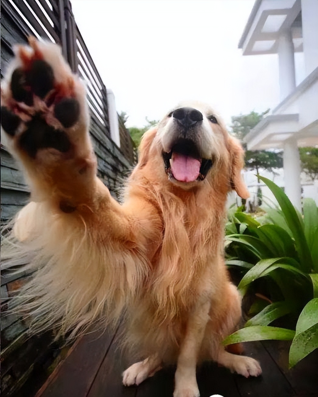 幼狗狗粮测评排行榜前十名,7款狗粮大测评养狗必看