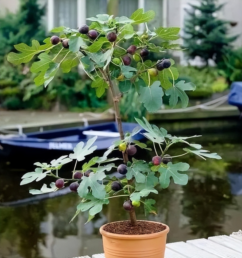 现代装修适合摆放哪些花,装修好屋里摆放什么花