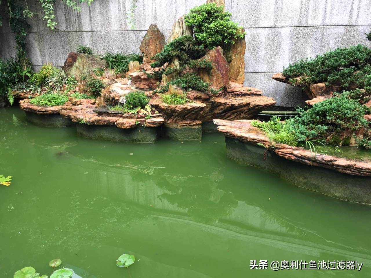 锦鲤的饲养方法和技术视频大全集,春季锦鲤鱼的养护理念和要点